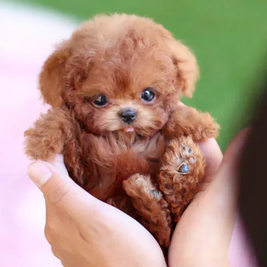 Cuddly Realistic Plush Dog Toy - Luxivelle