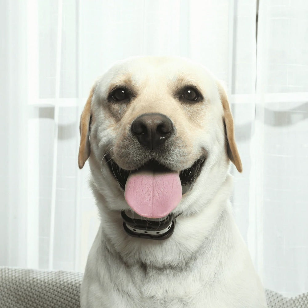 Easy Install Wireless Pet Fence & Training Collar