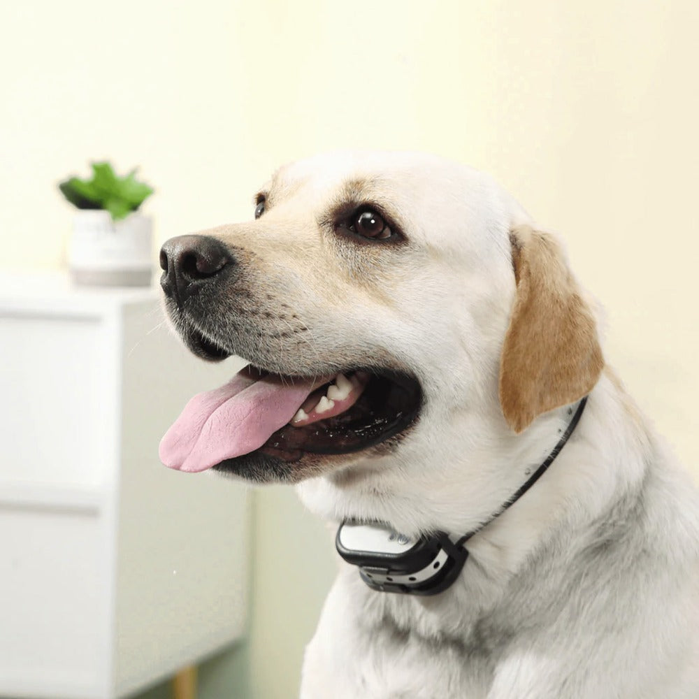Easy Install Wireless Pet Fence & Training Collar