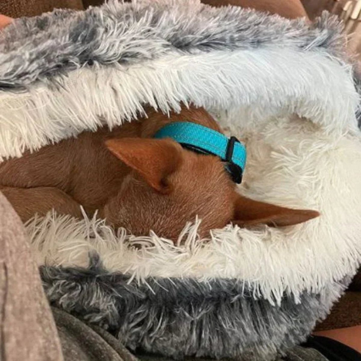 Plush Dog Bed for Calm Sleep