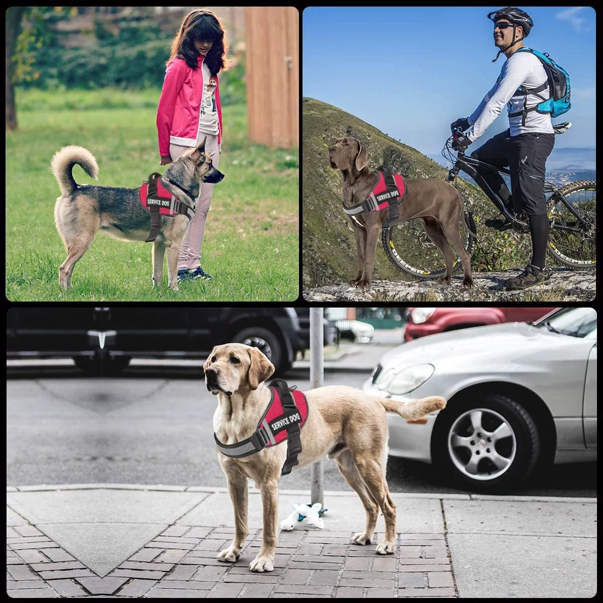 Customizable Adjustable Dog Vest for Night Walks
