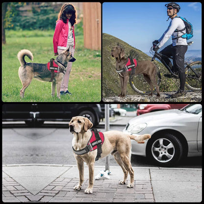 Customizable Adjustable Dog Vest for Night Walks