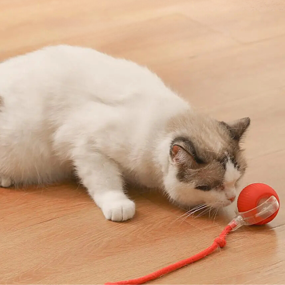 Fun Feather Teaser Toy for Cats - Luxivelle
