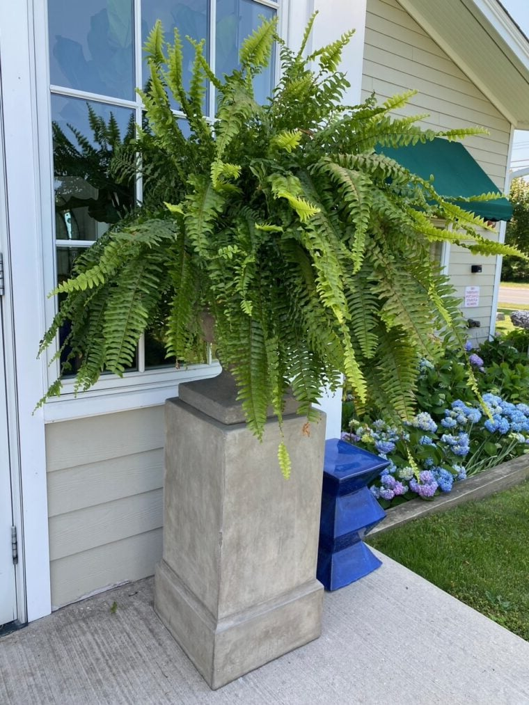 Realistic Outdoor Boston Fern Plant - Durable & Weatherproof - Luxivelle