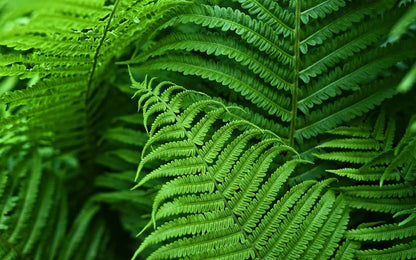 Lifelike, vibrant artificial Boston fern, UV-resistant, 18 lush branches, perfect for outdoor decor, low maintenance garden p