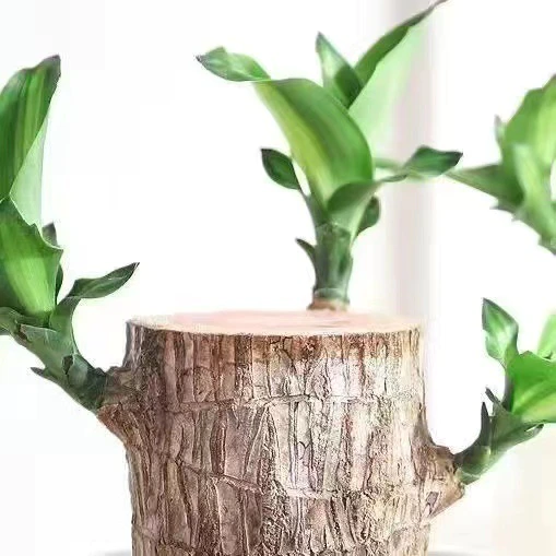 Natural Wooden Good Luck Indoor Plant