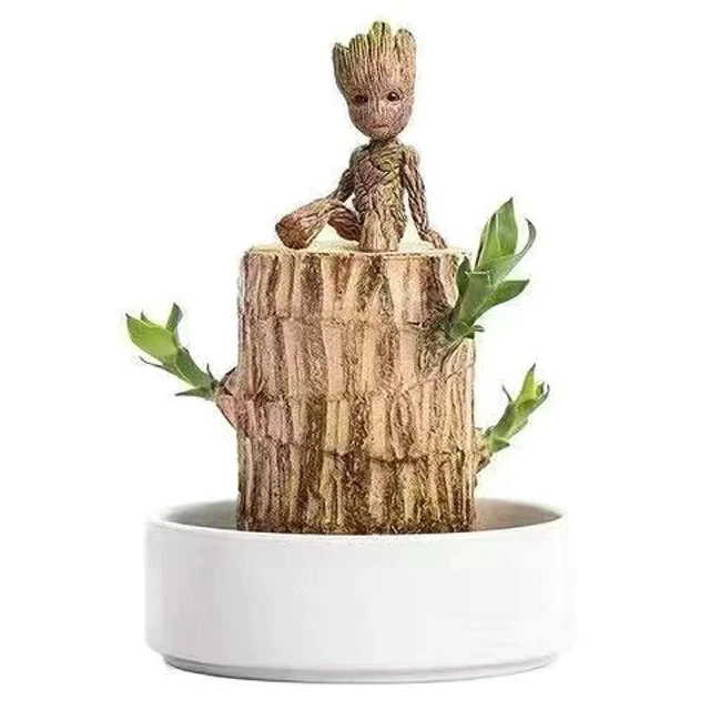 Natural Wooden Good Luck Indoor Plant