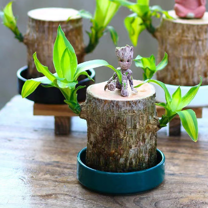 Natural Wooden Good Luck Indoor Plant