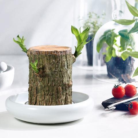 Natural Wooden Good Luck Indoor Plant - Luxivelle