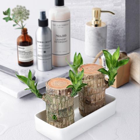 Natural Wooden Good Luck Indoor Plant