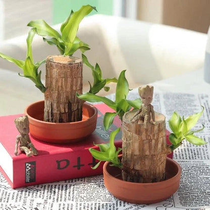 Natural Wooden Good Luck Indoor Plant