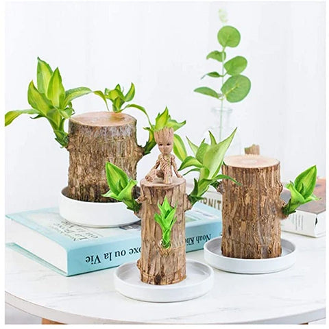 Natural Wooden Good Luck Indoor Plant