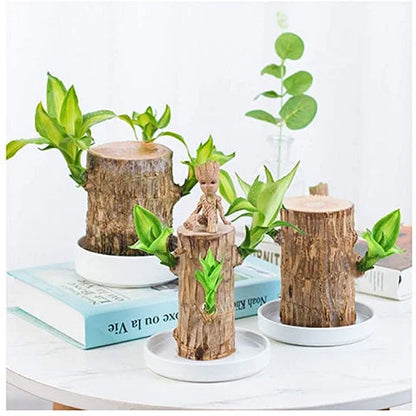 Natural Wooden Good Luck Indoor Plant
