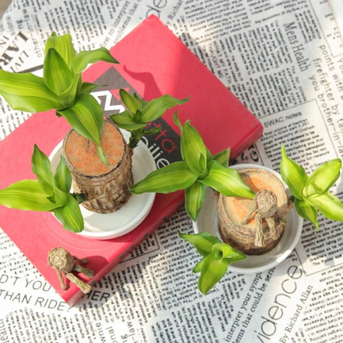 Natural Wooden Good Luck Indoor Plant