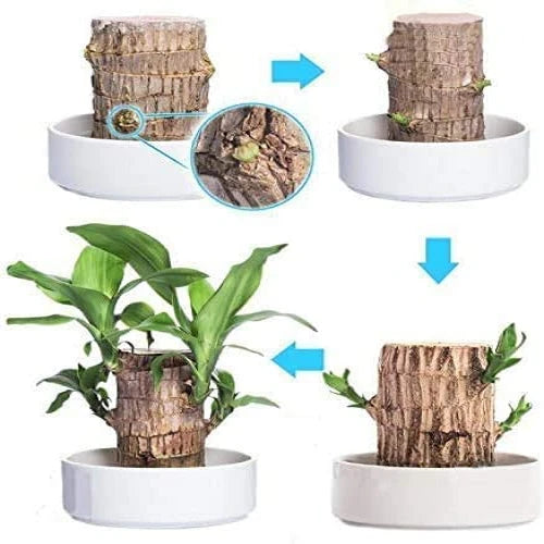 Natural Wooden Good Luck Indoor Plant