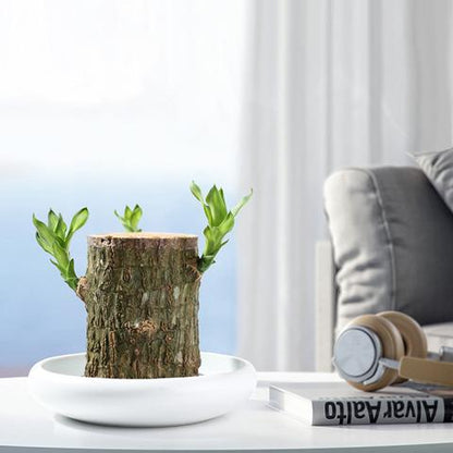 Natural Wooden Good Luck Indoor Plant