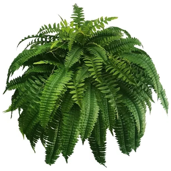 Durable Outdoor Artificial Fern Plant