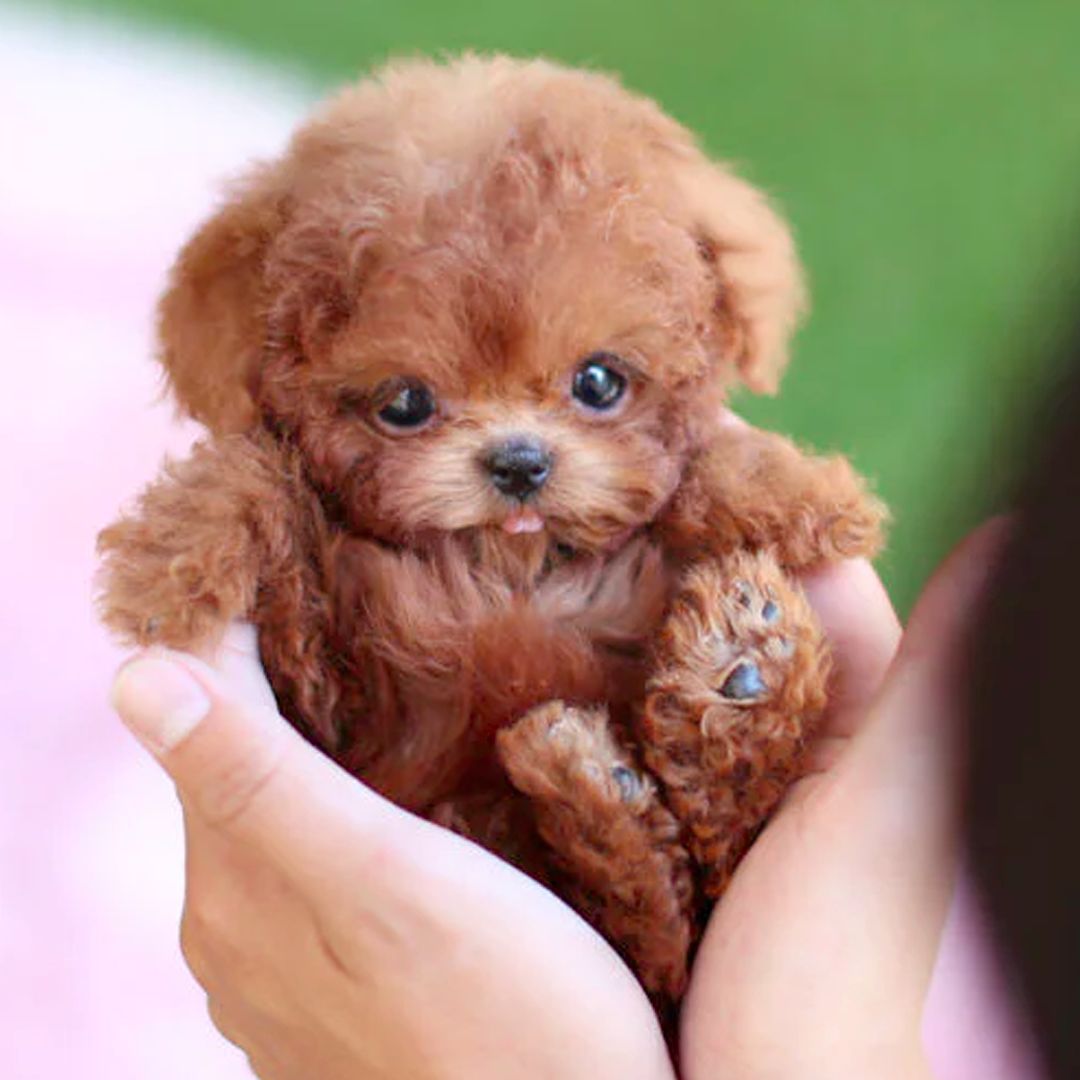 Fun Electronic Pet Dog Companion Toy - Luxivelle